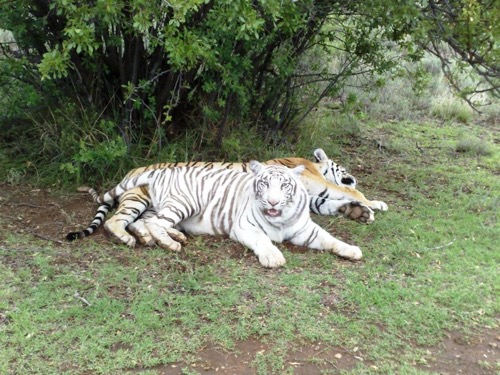 Tiger Canyon — zdjęcie 11 z 13